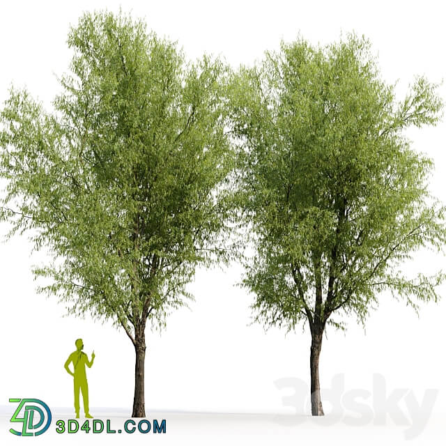 Willow Salix matsudana 2 3D Models