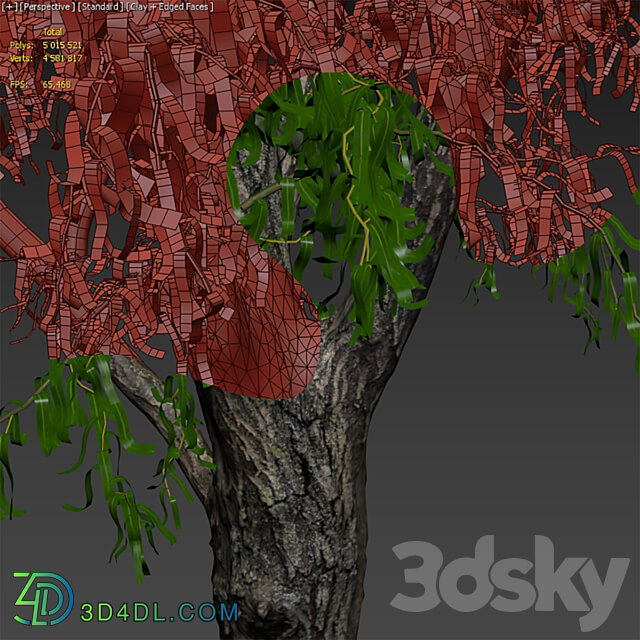 Willow Salix matsudana 2 3D Models