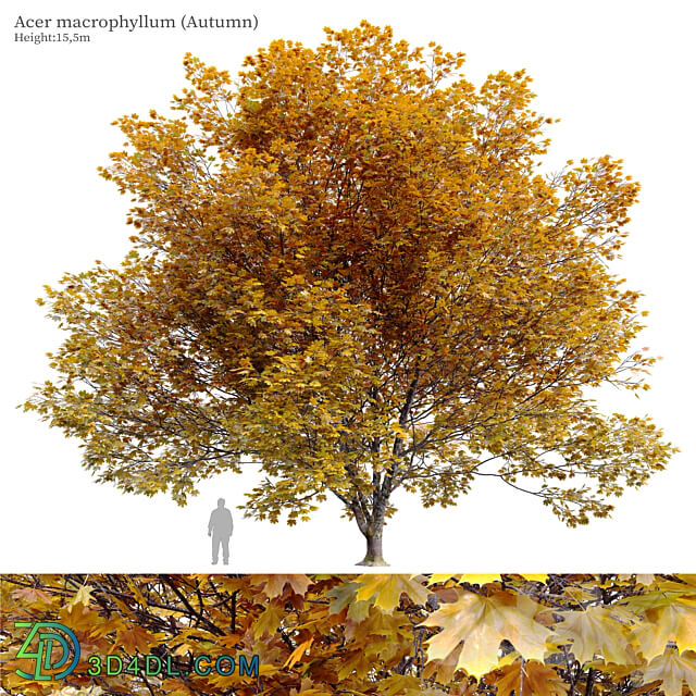 Acer macrophyllum autumn 3D Models