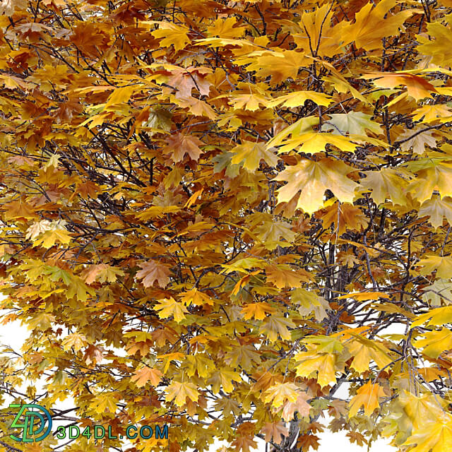 Acer macrophyllum autumn 3D Models