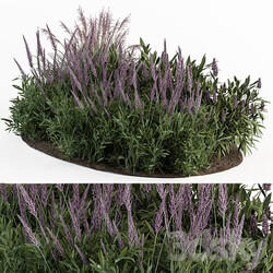 Garden Set Lavender Bush Plants Outdoor Plants Set 413 3D Models 