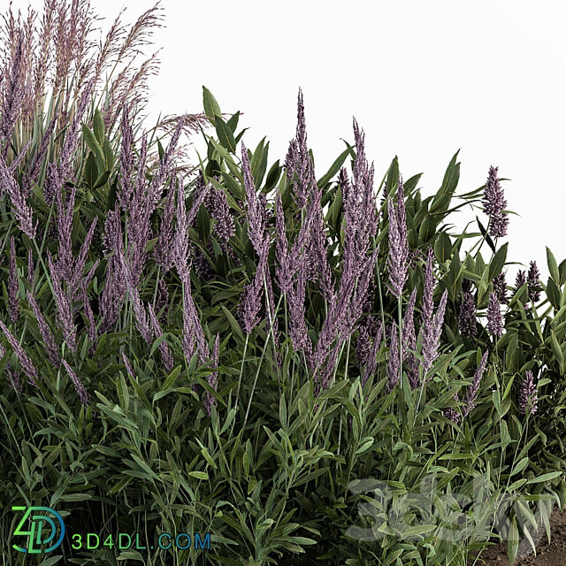 Garden Set Lavender Bush Plants Outdoor Plants Set 413 3D Models