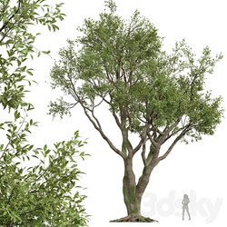 New Plant High detail Angel Oak Live 3D Models 