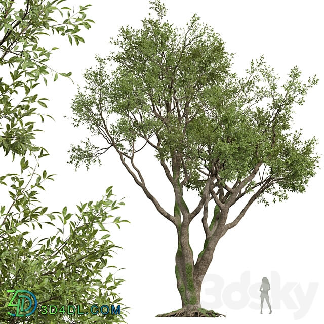 New Plant High detail Angel Oak Live 3D Models