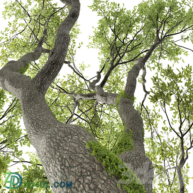 New Plant High detail Angel Oak Live 3D Models