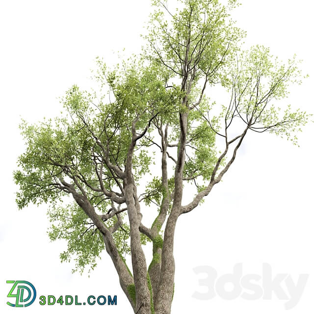 New Plant High detail Angel Oak Live 3D Models