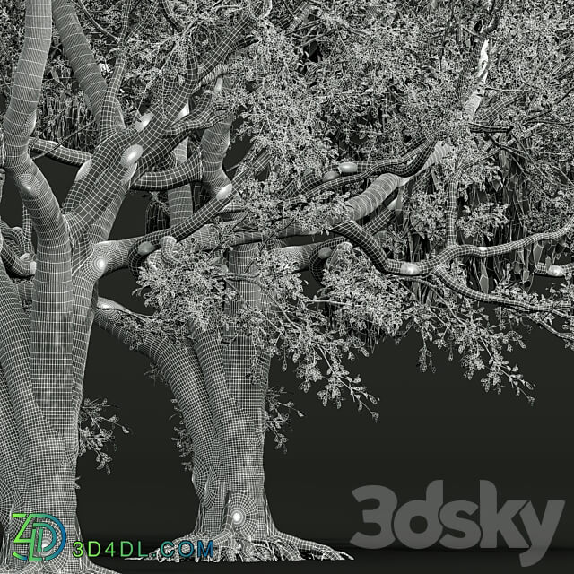 New Plant High detail Angel Oak Live 3D Models