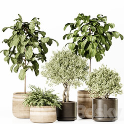 Indoor Plants Set 022 3D Models 