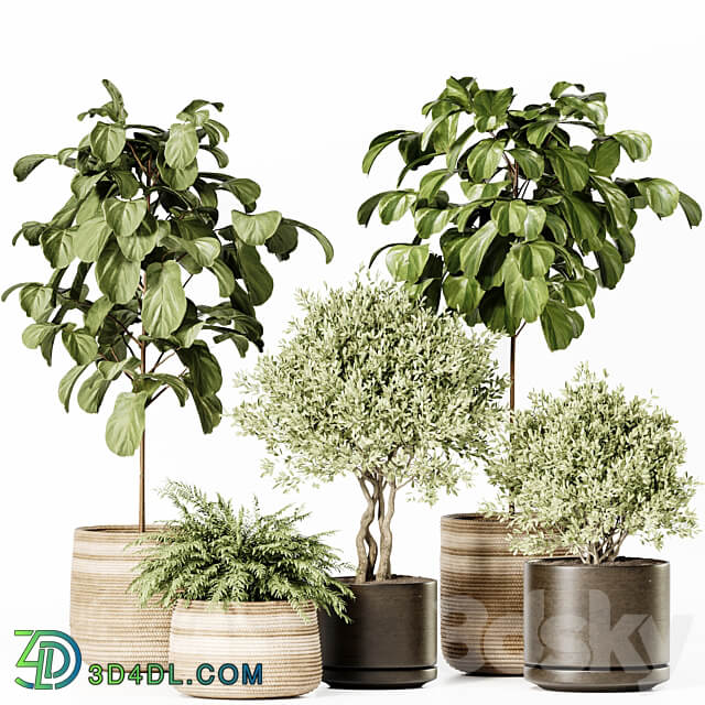 Indoor Plants Set 022 3D Models