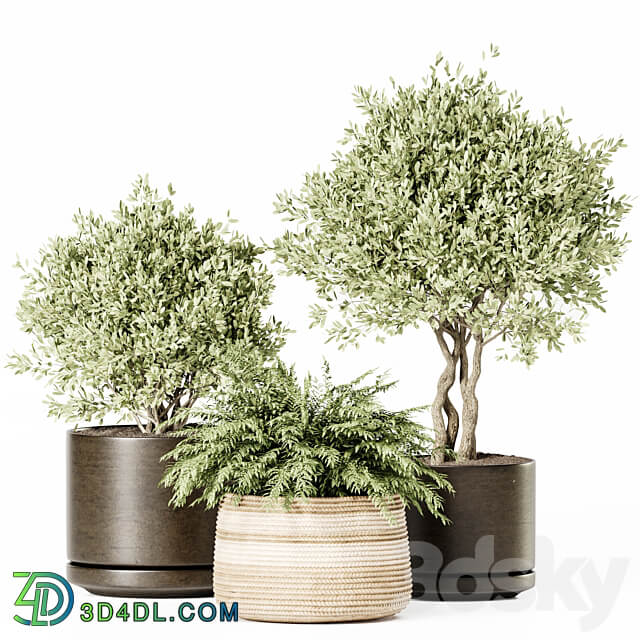 Indoor Plants Set 022 3D Models