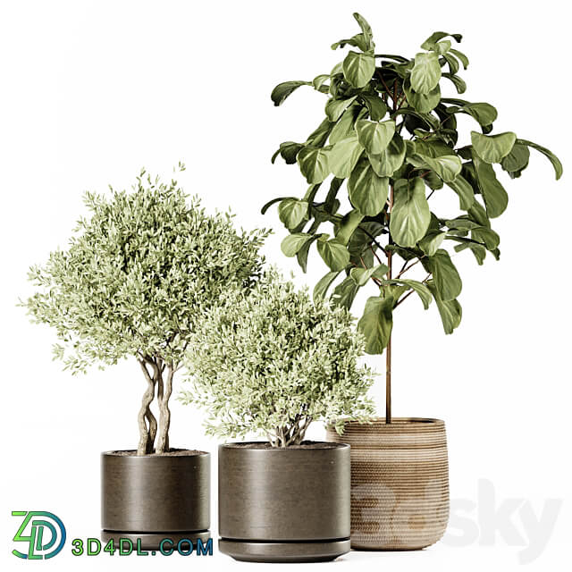 Indoor Plants Set 022 3D Models