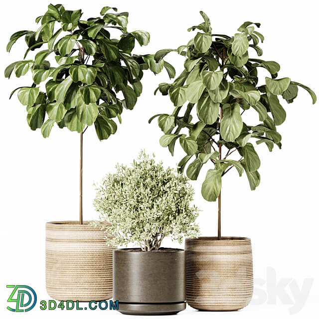 Indoor Plants Set 022 3D Models