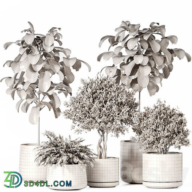 Indoor Plants Set 022 3D Models