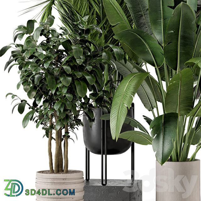 Indoor Plants in Ferm Living Bau Pot Large Set 879 3D Models