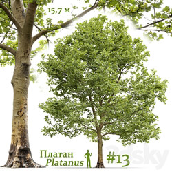 Sycamore Platanus 13 3D Models 