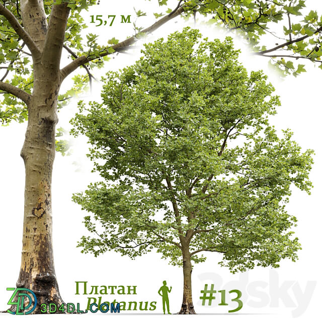 Sycamore Platanus 13 3D Models