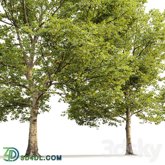 Sycamore Platanus 13 3D Models