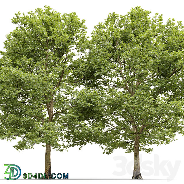 Sycamore Platanus 13 3D Models