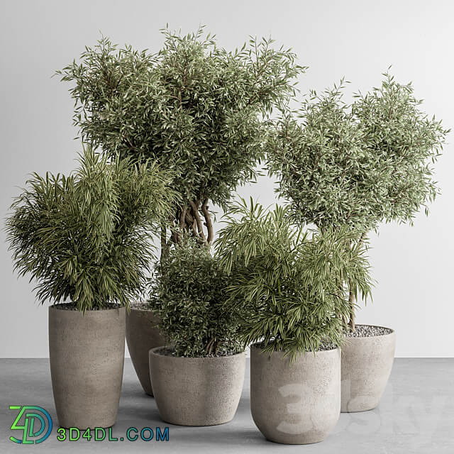 indoor Plant Set 417 Tree and Bush 3D Models