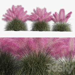 Muhlenbergia Capillaris Pink Muhly Grass 3D Models 