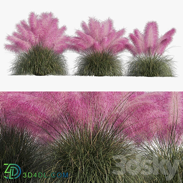 Muhlenbergia Capillaris Pink Muhly Grass 3D Models