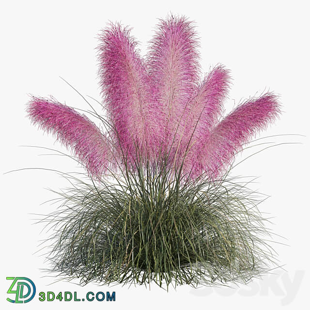 Muhlenbergia Capillaris Pink Muhly Grass 3D Models