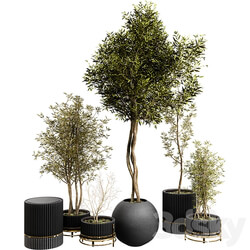 Plant Collection Set 03 3D Models 