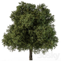 Tree Green Maple Set 99 3D Models 