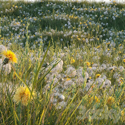 Spring summer field grass with white and yellow dandelions 3D Models 