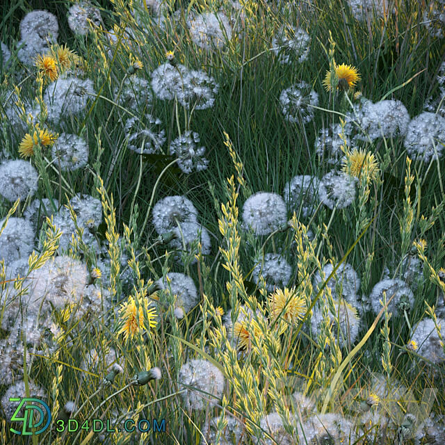 Spring summer field grass with white and yellow dandelions 3D Models