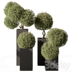 Topiary Plant in Box Outdoor Plants 445 3D Models 