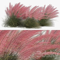 Muhlenbergia Capillaris Pink Muhly Grass 04 3D Models 