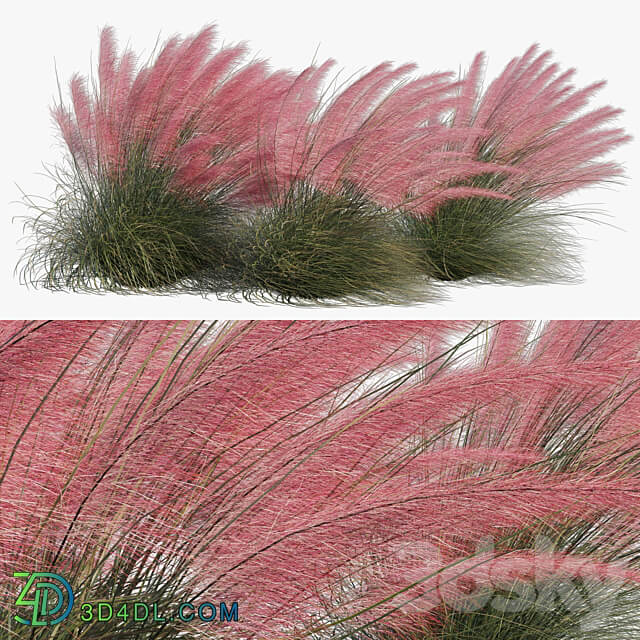 Muhlenbergia Capillaris Pink Muhly Grass 04 3D Models