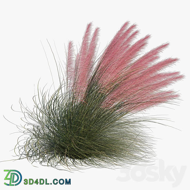 Muhlenbergia Capillaris Pink Muhly Grass 04 3D Models