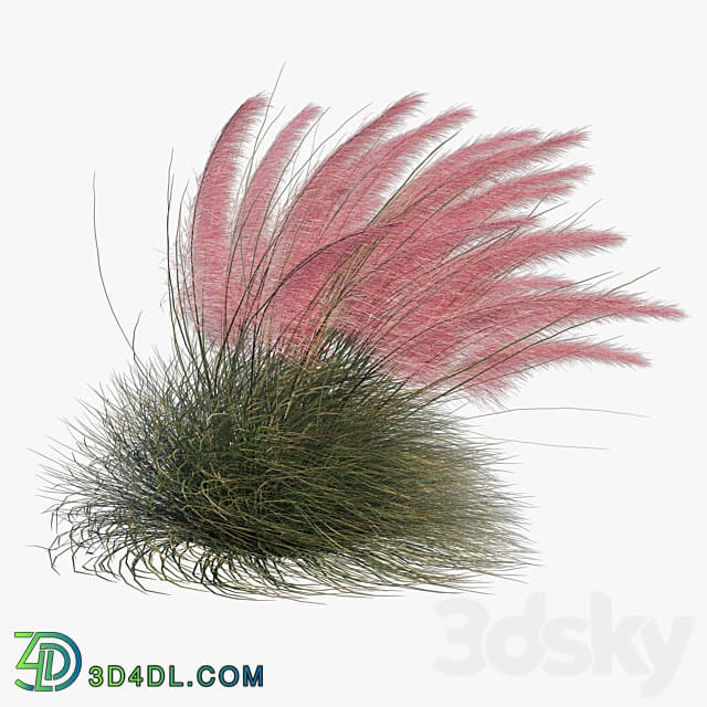 Muhlenbergia Capillaris Pink Muhly Grass 04 3D Models