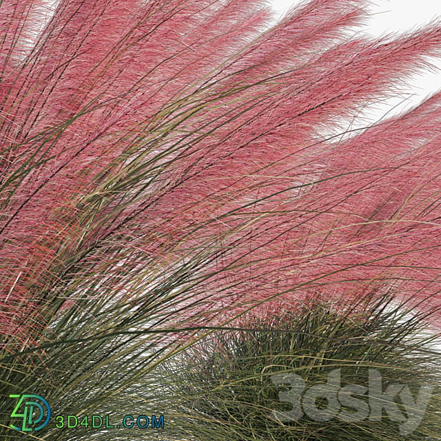 Muhlenbergia Capillaris Pink Muhly Grass 04 3D Models