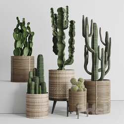 Cactus in basket 3D Models 