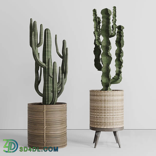Cactus in basket 3D Models