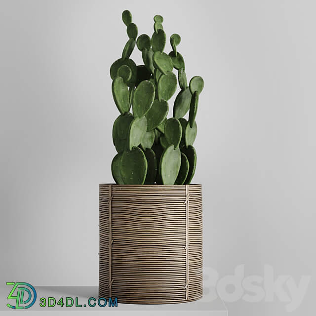 Cactus in basket 3D Models