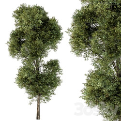 Tree Green Maple Set 98 3D Models 