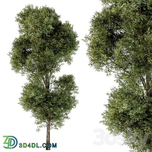 Tree Green Maple Set 98 3D Models