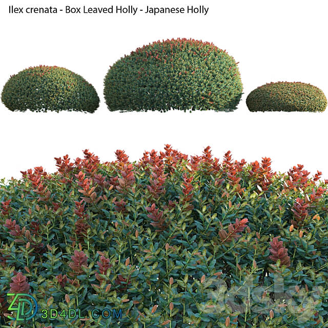 Ilex crenata Box Leaved Holly Japanese Holly 02 3D Models