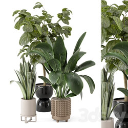 Indoor Plants in Ferm Living Bau Pot Large Set 1044 3D Models 