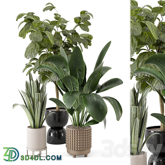 Indoor Plants in Ferm Living Bau Pot Large Set 1044 3D Models