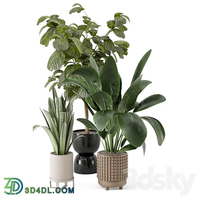 Indoor Plants in Ferm Living Bau Pot Large Set 1044 3D Models