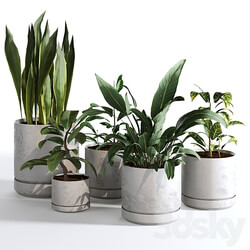 Indoor Plants Collection Set 03 3D Models 