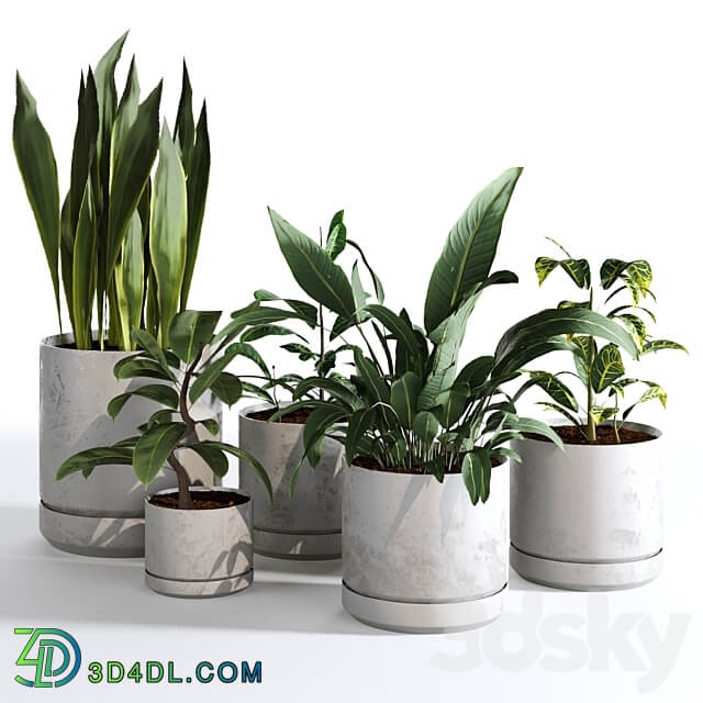 Indoor Plants Collection Set 03 3D Models