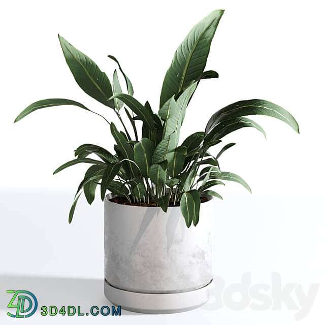 Indoor Plants Collection Set 03 3D Models