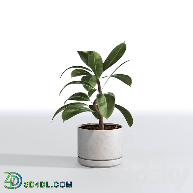 Indoor Plants Collection Set 03 3D Models