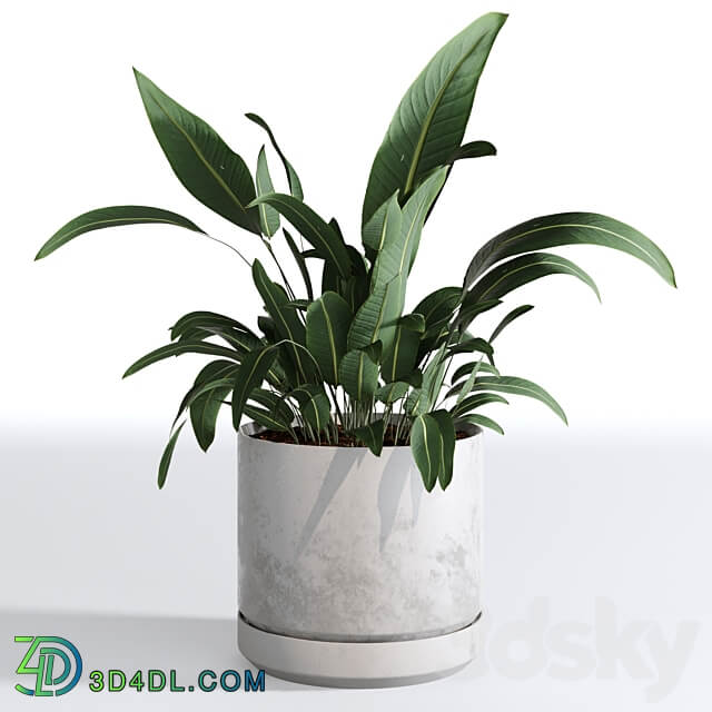 Indoor Plants Collection Set 03 3D Models